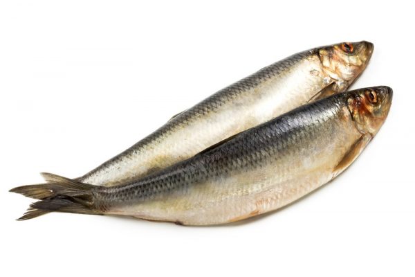 Herring