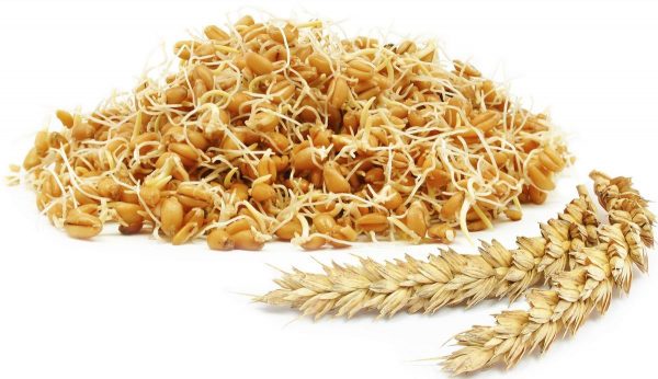 Wheat germ