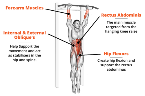 abdominal exercise that sculpts your core anatomy