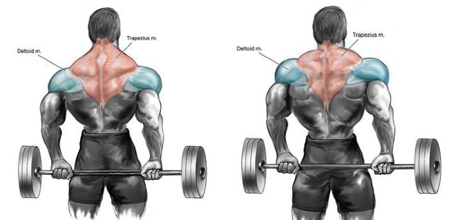 Mastering Barbell Shrugs: Guide, Form, Flaws, Set Up & Execution -  GymGuider.com