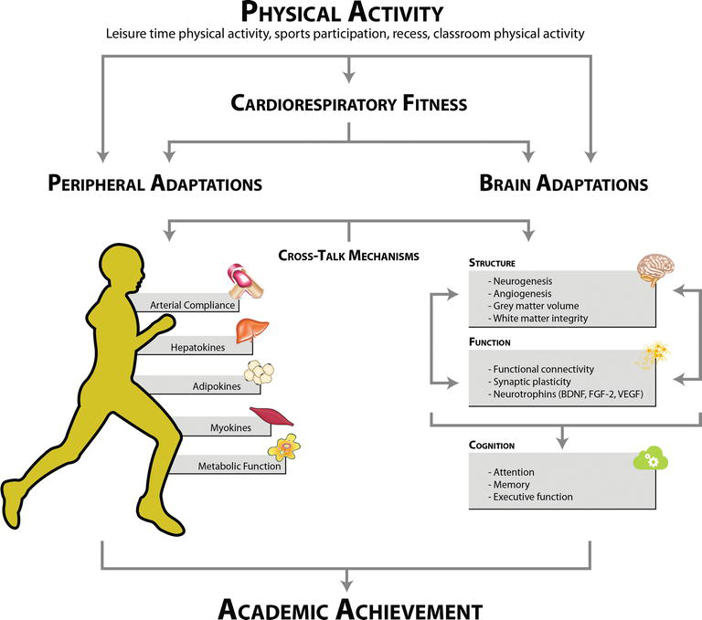 How Physical Activity Affects School Performance