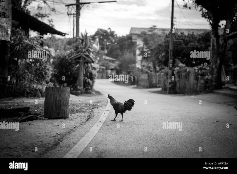Jugar chicken road, chicken road