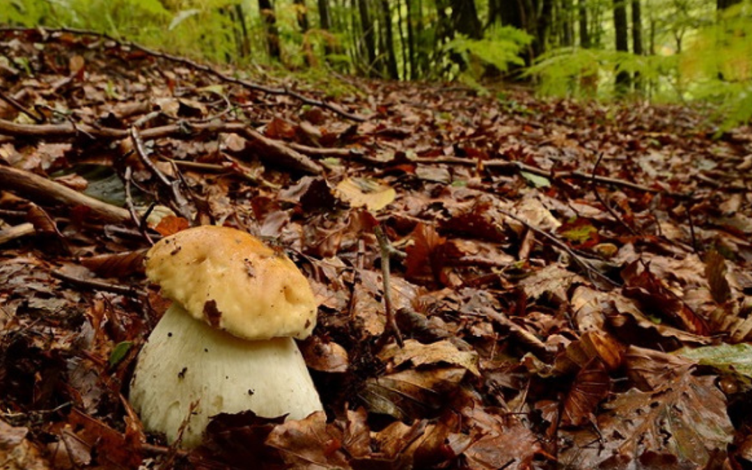 Liguria, cercatore di funghi 57enne muore cadendo in un dirupo