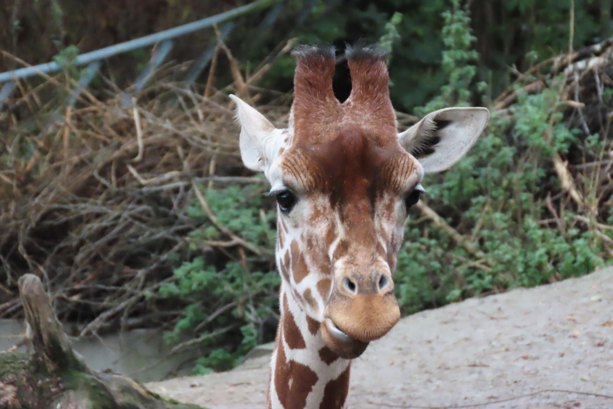 Håb i psykiatrien Nimbus zoo