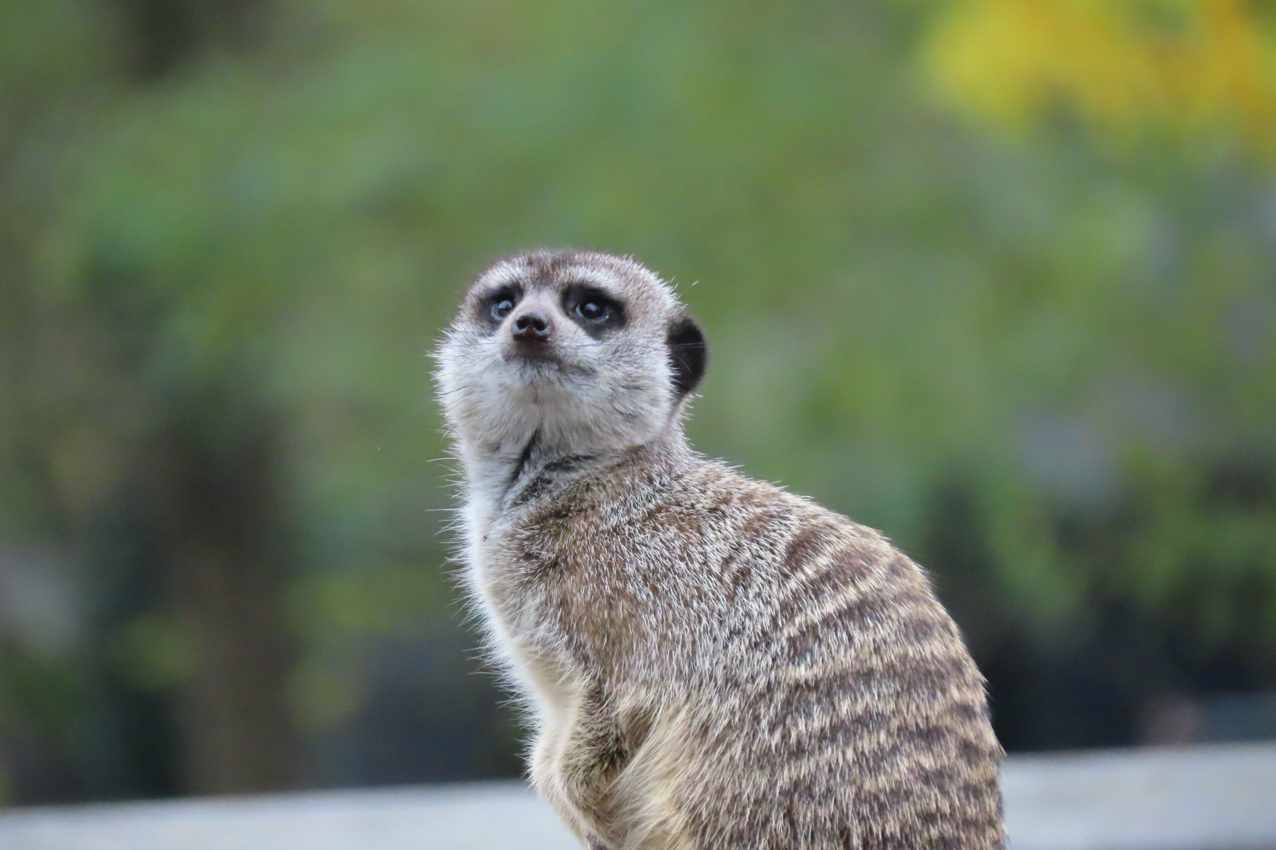 Håb i psykiatrien Nimbus zoo