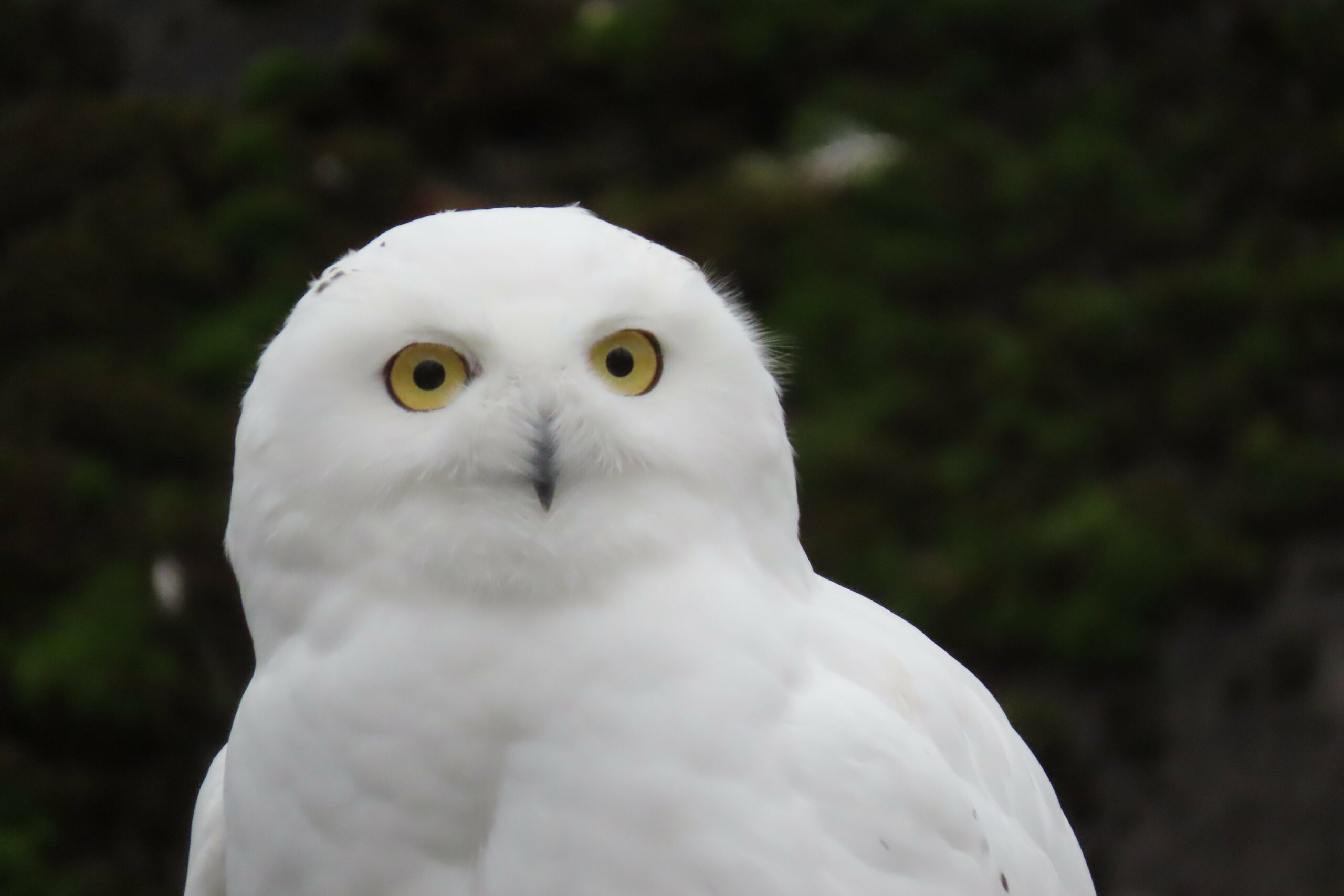 Håb i psykiatrien Nimbus zoo