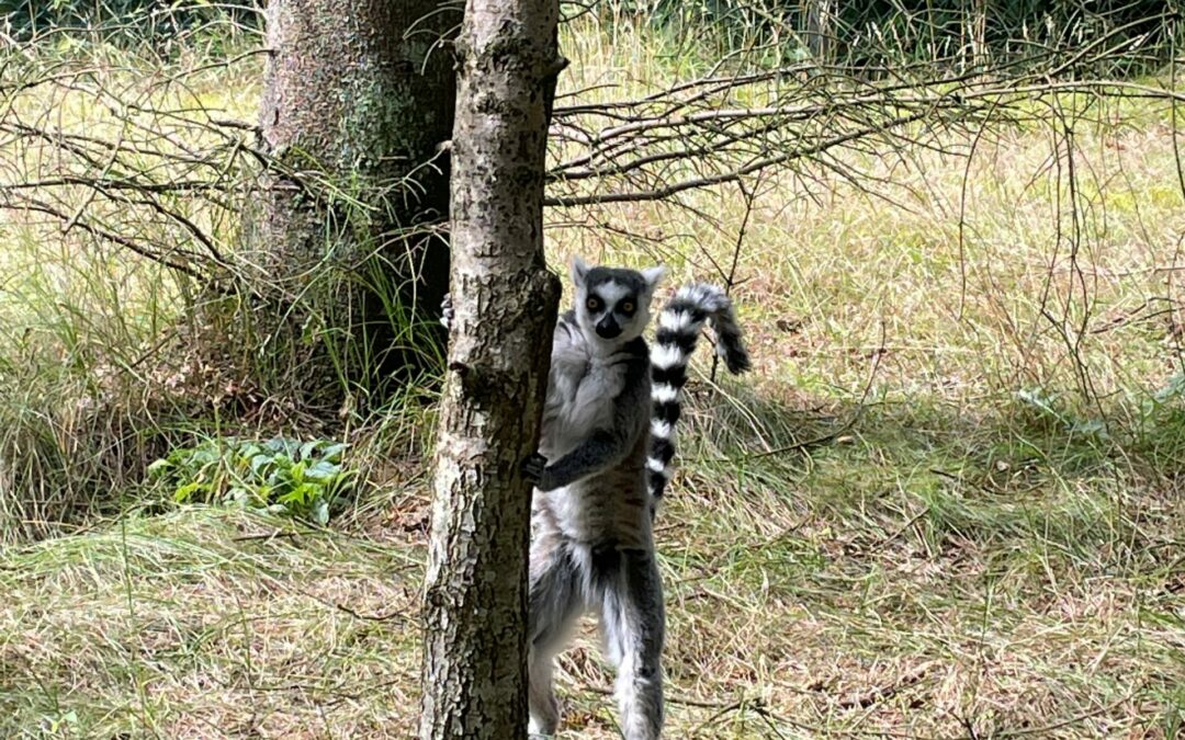 Dejlig tur til Givskud Zoo