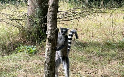 Dejlig tur til Givskud Zoo