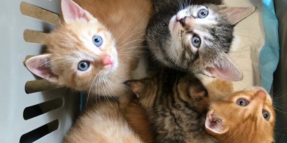 Ny lovgivning vedr. katte, pr. 1. juli 2021 – Haarby Dyreklinik