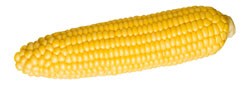 majskolbe cornrow design