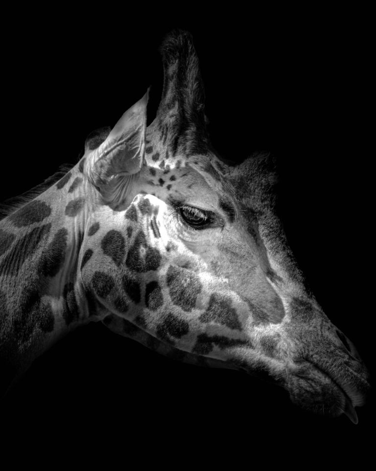 hairy animal in our story giraffe bimatoprost