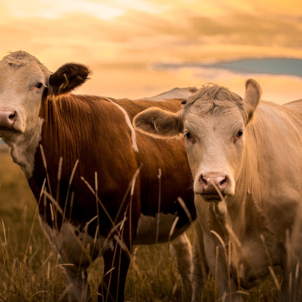 HQC Halal-Zertifizierung - Umfang der Tierschlachtung