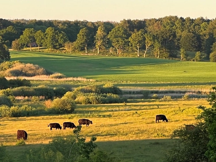 Område ved Haldbjerg Naturcampus