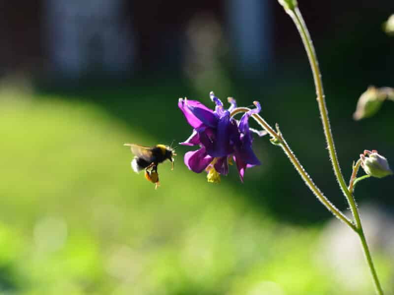 Naturskyddsföreningens kampanj Rädda bina får stark uppbackning