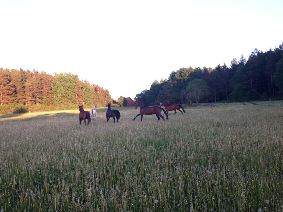 Sommarbete på Hällens gård.