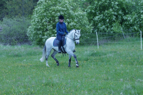 Wild Zilvester Hällens Gård