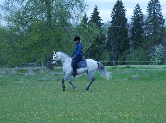 Wild Zilvester Hällens Gård