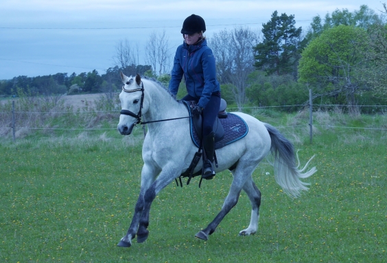 Wild Zilvester Hällens Gård