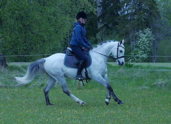 Wild Zilvester Hällens Gård