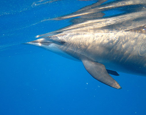 Hamata Mangroves Delfin