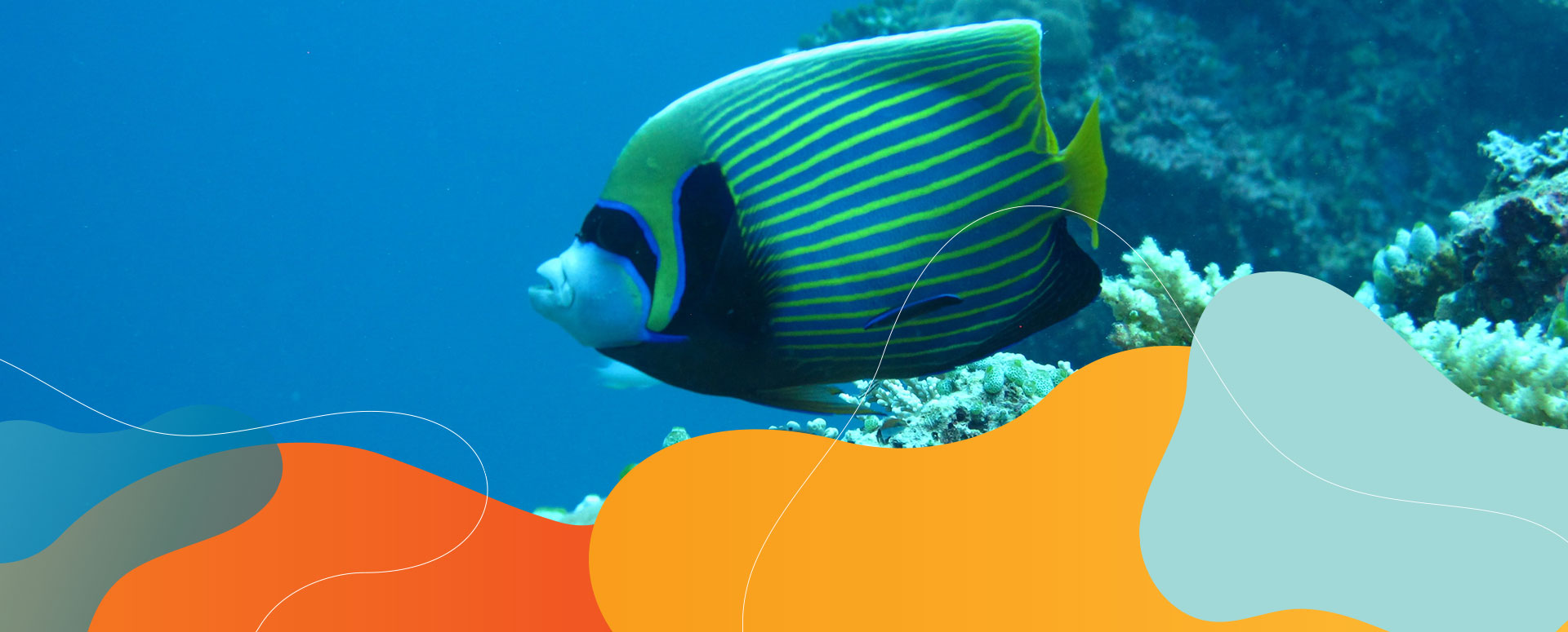 Bunter Fisch auf Tauchsafari in Ägypten