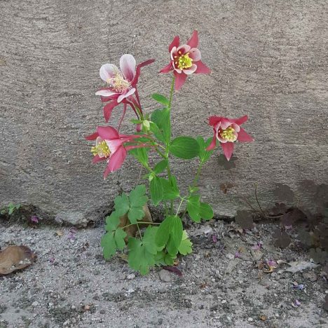 Flower coming out of concrete as a metaphor for thriving under quarantine