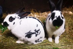 Stampe och Pricken