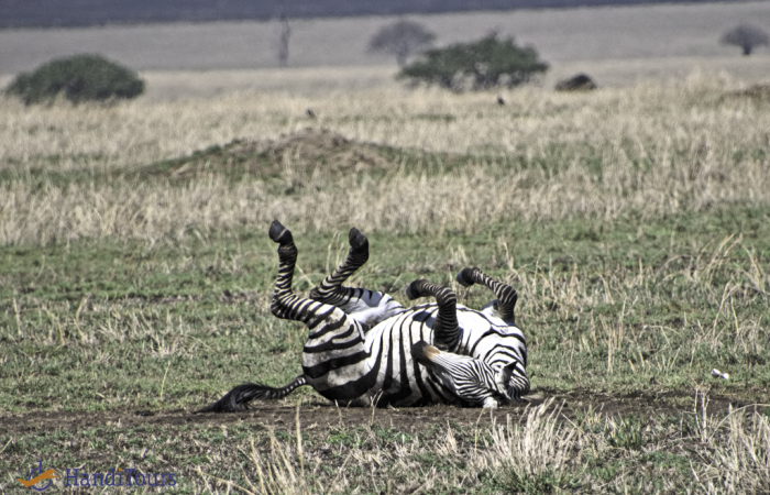 Tanzania