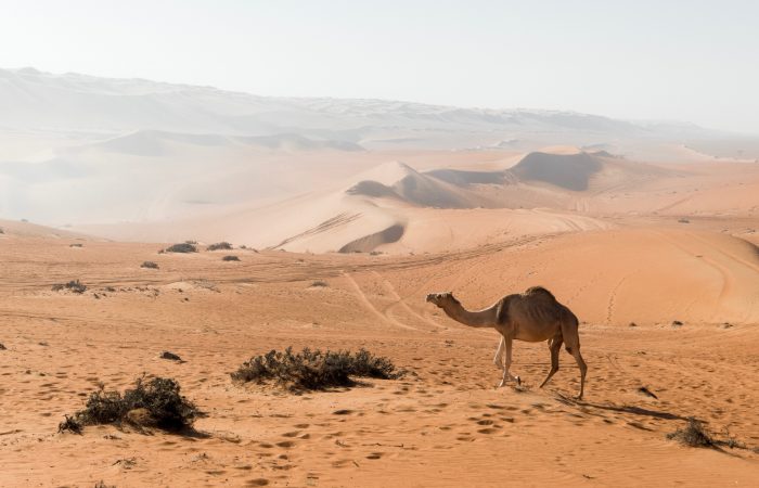 Wahiba Sands, Oman