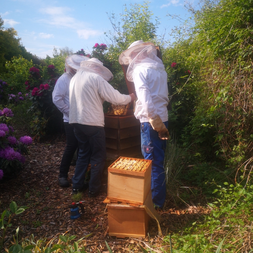 Foto af Hangaards haves honningbier i haven