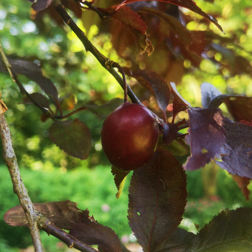 Ugens træ: Blodblomme