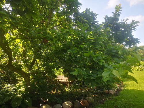 Ugens Træ: Magnolia ‘Alexandrina’
