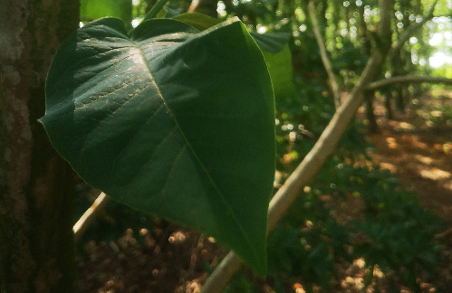 Ugens Træ: Magnolia ‘Yellow Bird’