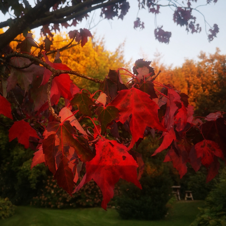 Oplev efterårets første farver i Hangaards Have