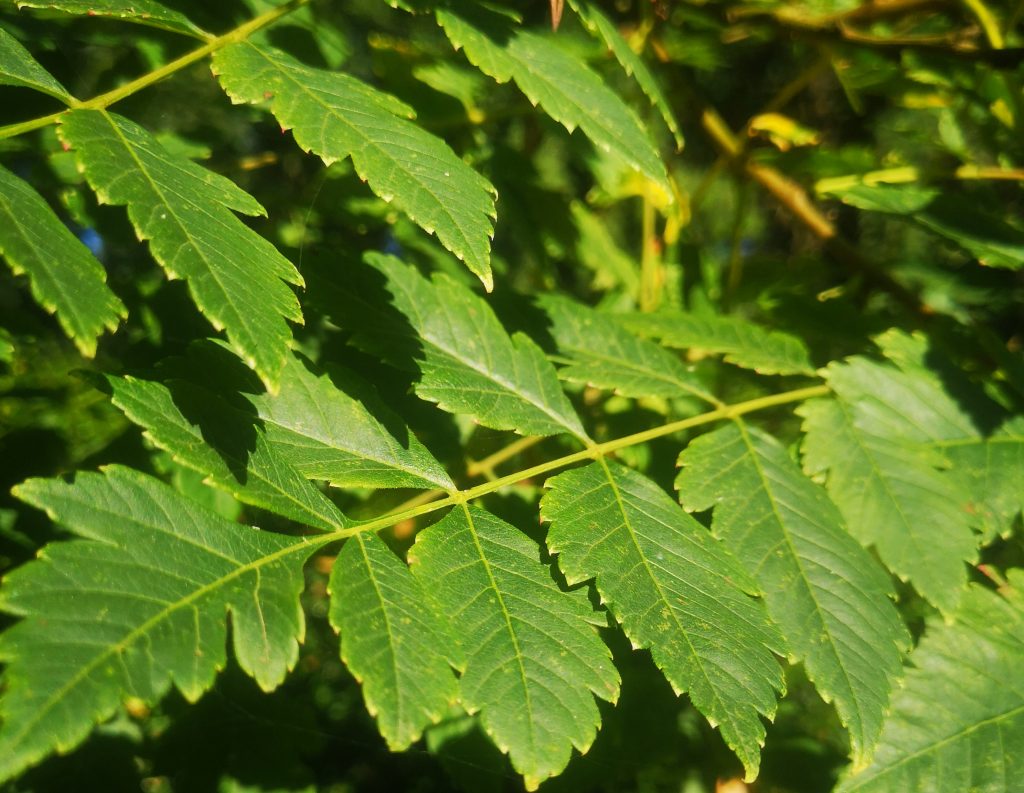 Ugens træ: Kinesertræ Ugens træ: Kinesertræ