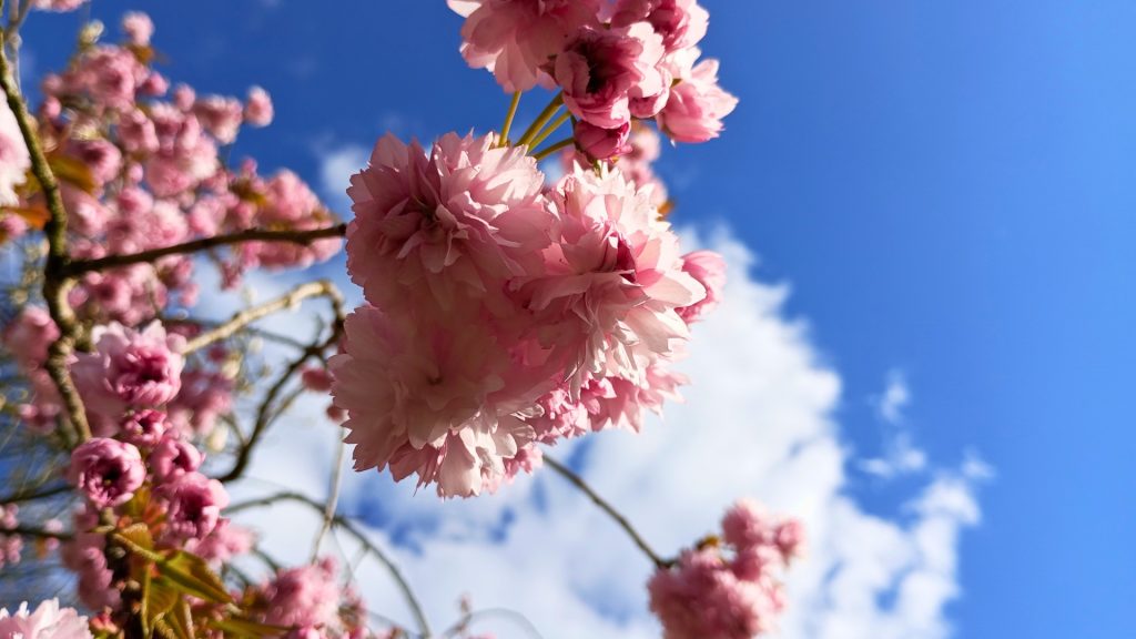 Kirsebærtræ i Blomst