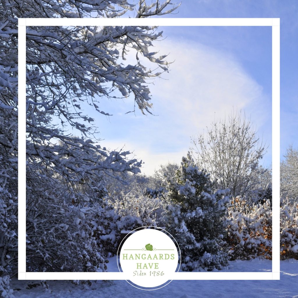 Snesækket have - Hangaards Have 2024