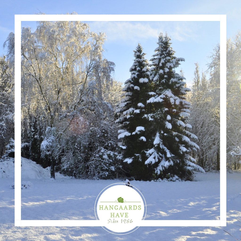 Snesækket have - Hangaards Have 2024