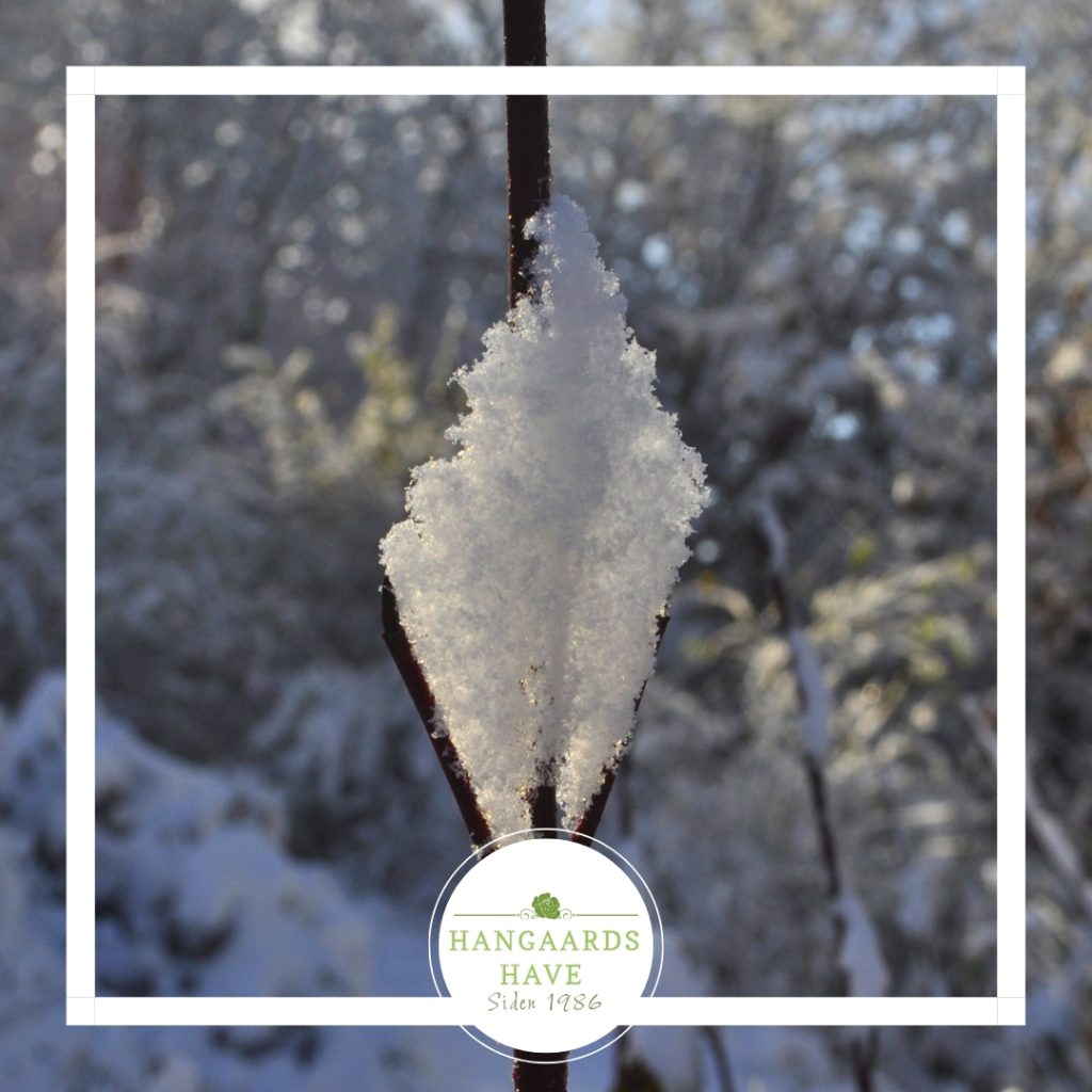 Snesækket have - Hangaards Have 2024