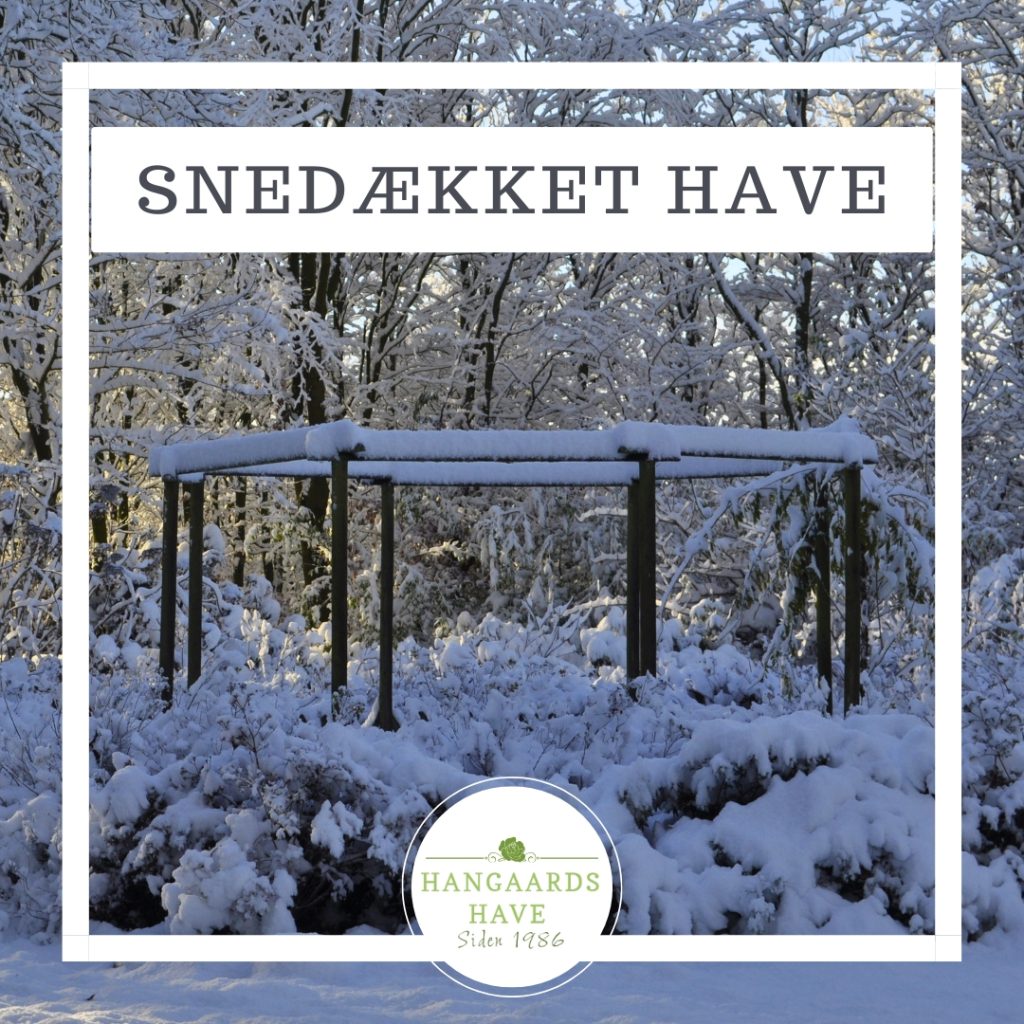 Snesækket have - Hangaards Have 2024