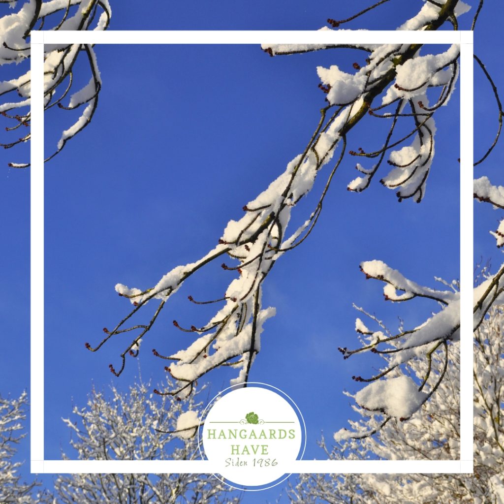 Snesækket have - Hangaards Have 2024