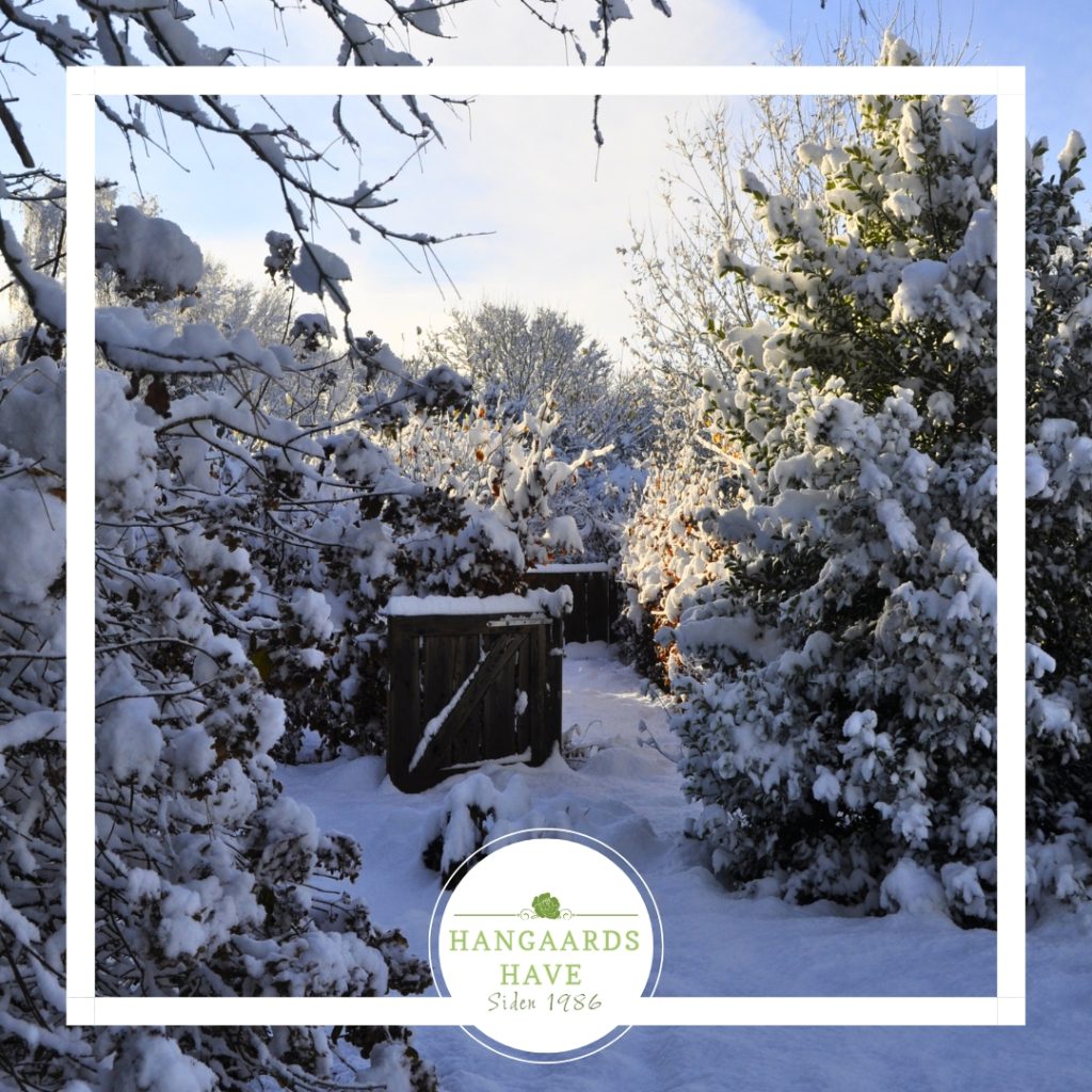 Snesækket have - Hangaards Have 2024