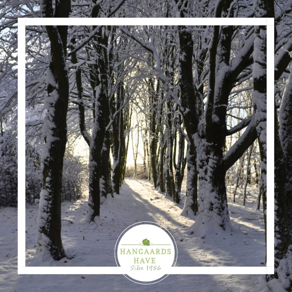 Snesækket have - Hangaards Have 2024