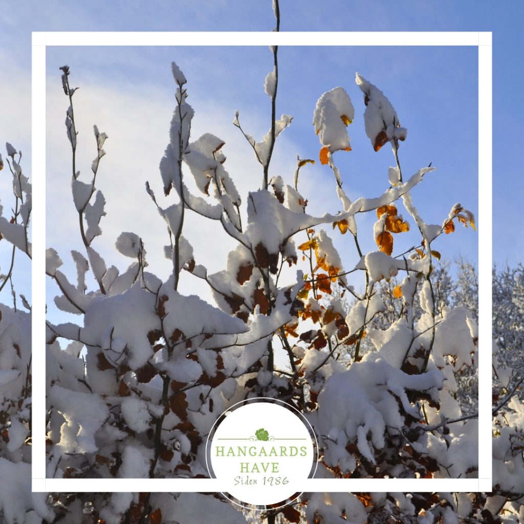 Snesækket have - Hangaards Have 2024