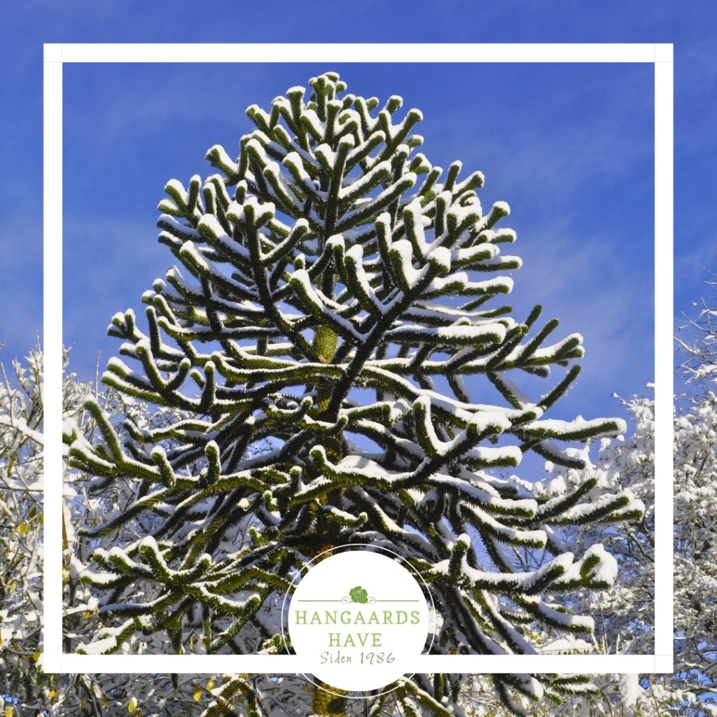 Snesækket have - Hangaards Have 2024