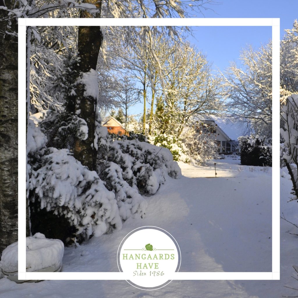 Snesækket have - Hangaards Have 2024