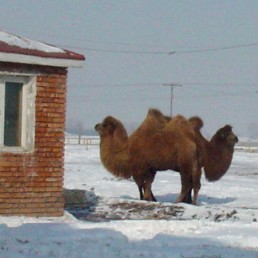 Mongolia Train 2004