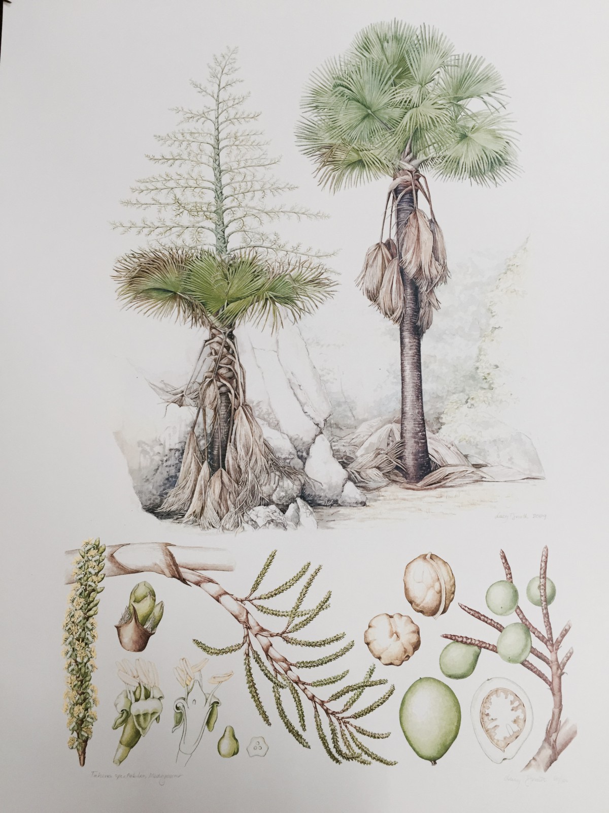 Kew Gardens - Herbarium - Botanic Art