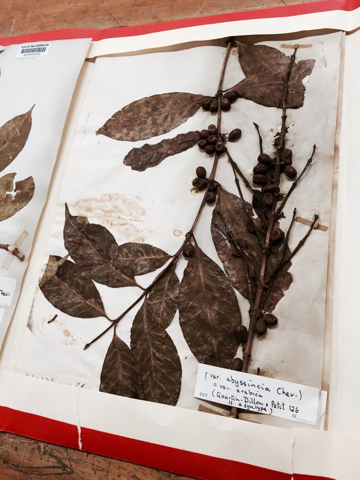 Kew Gardens - Herbarium - Arabica Specimen