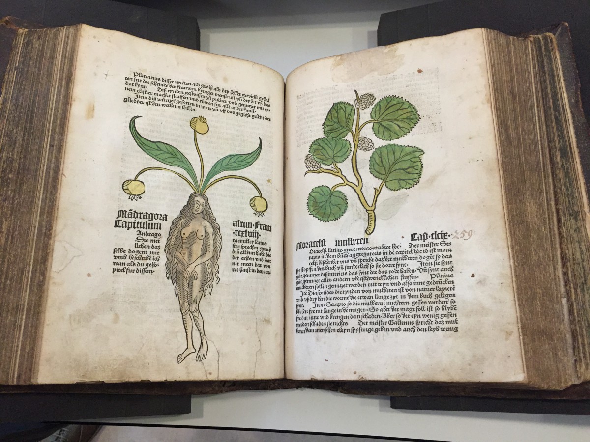 Kew Gardens - Ortus Sanitus 1485 - Mandrake Plant